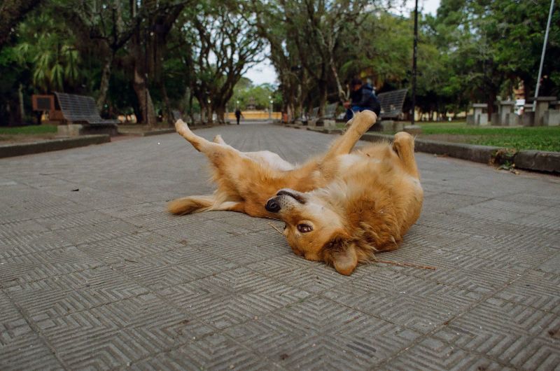 SHOPPING : PROJETO CACHORROS DE PELOTAS COM DOCUMENTÁRIO E ADOÇÃO