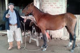 Quinze cavalos são adotados em evento realizado na Hospedaria