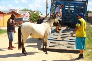 PREFEITURA RECOLHE CAVALOS SOLTOS EM VIA PÚBLICA NA COLÔNIA Z-3