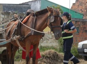 Prefeitura de Pelotas faz operação para coibir maus-tratos aos cavalos