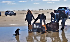 FIM DO VERANEIO MARCA RETORNO DOS PINÍPEDES NA COSTA DO RIO GRANDE DO SUL