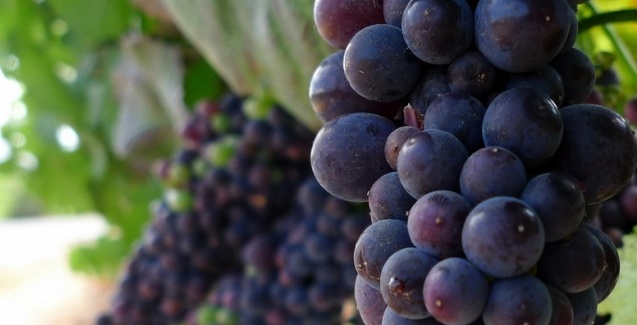Pelotas prepara 8 edição da Colheita da Uva