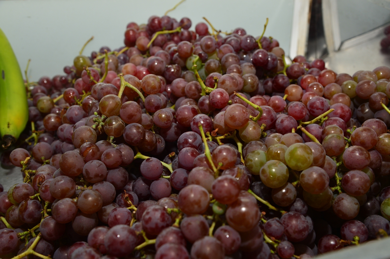 Zona rural festeja abertura da colheita da uva nesta terça-feira