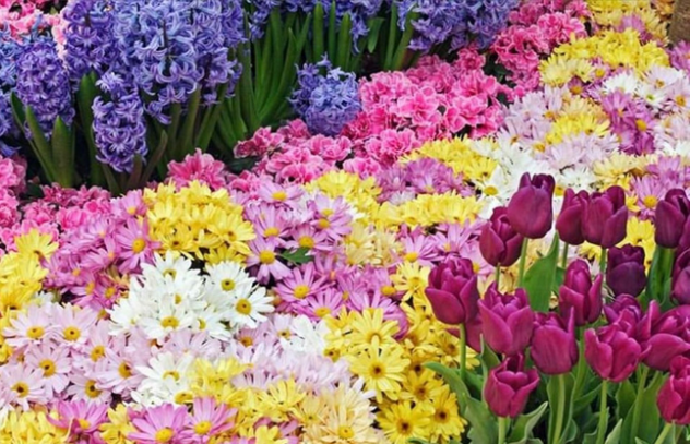 SGCMU divulga lista de autorizados a vender flores no feriado