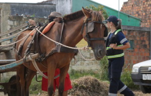 OPERAÇÃO PARA COIBIR MAUS-TRATOS AOS CAVALOS