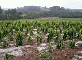 Granizo causa estragos na zona rural de Canguçu