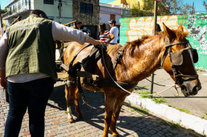 PREFEITURA REALIZA OPERAÇÃO CONTRA MAUS-TRATOS A CAVALOS