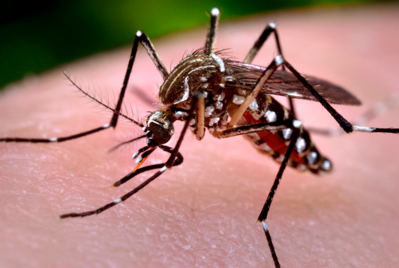 Primeira vacina no mundo contra o transmissor da dengue