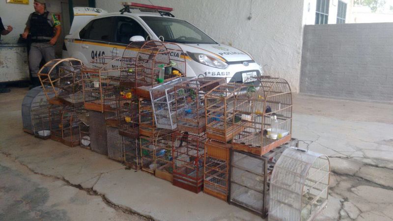 Patram resgata aves silvestres mantidas em cativeiro
