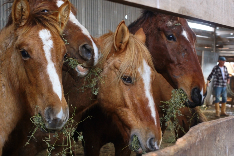 Primeira doação de cavalos do ano será no dia 30