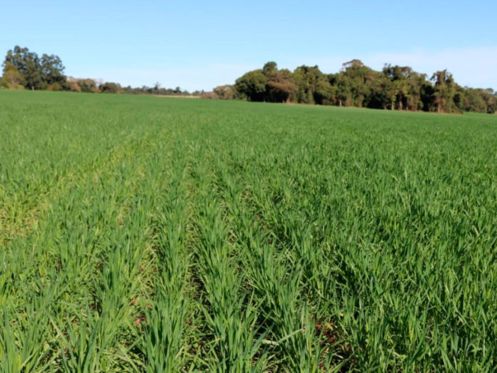 Trigo atinge 88 por cento da área prevista para esta safra no RS